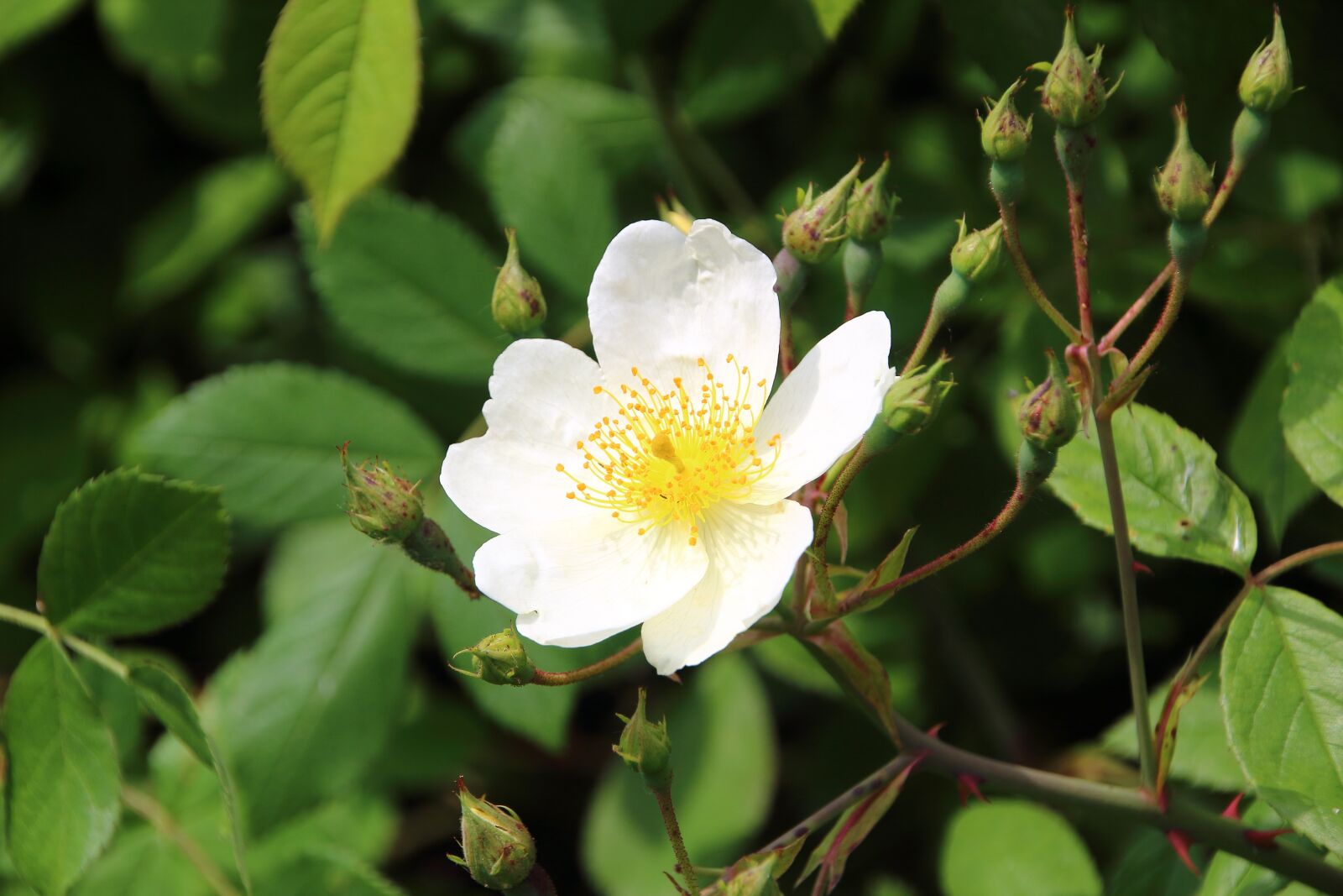 Canon EOS 650D (EOS Rebel T4i / EOS Kiss X6i) sample photo. White rose, flower, white photography
