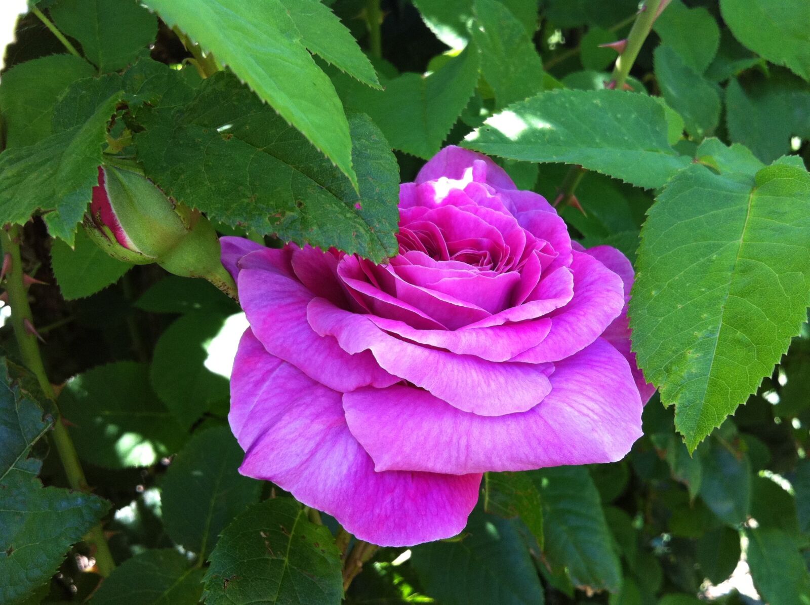 Apple iPhone 4 sample photo. Flower, pink, garden photography