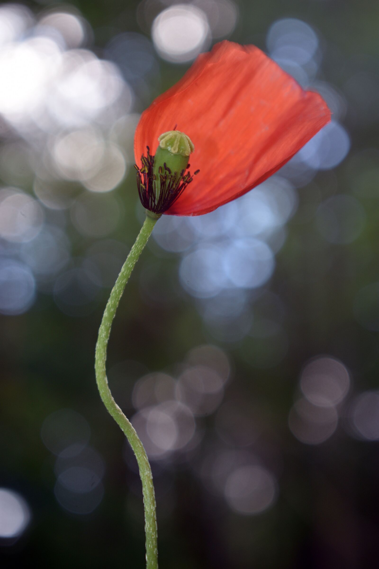 Nikon D3400 sample photo. Poppy, field, meadow photography