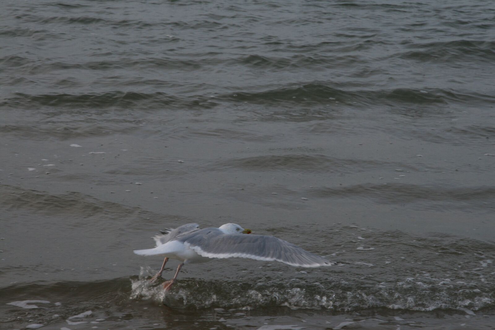 Canon EOS 400D (EOS Digital Rebel XTi / EOS Kiss Digital X) sample photo. Sea, seagull, beach photography