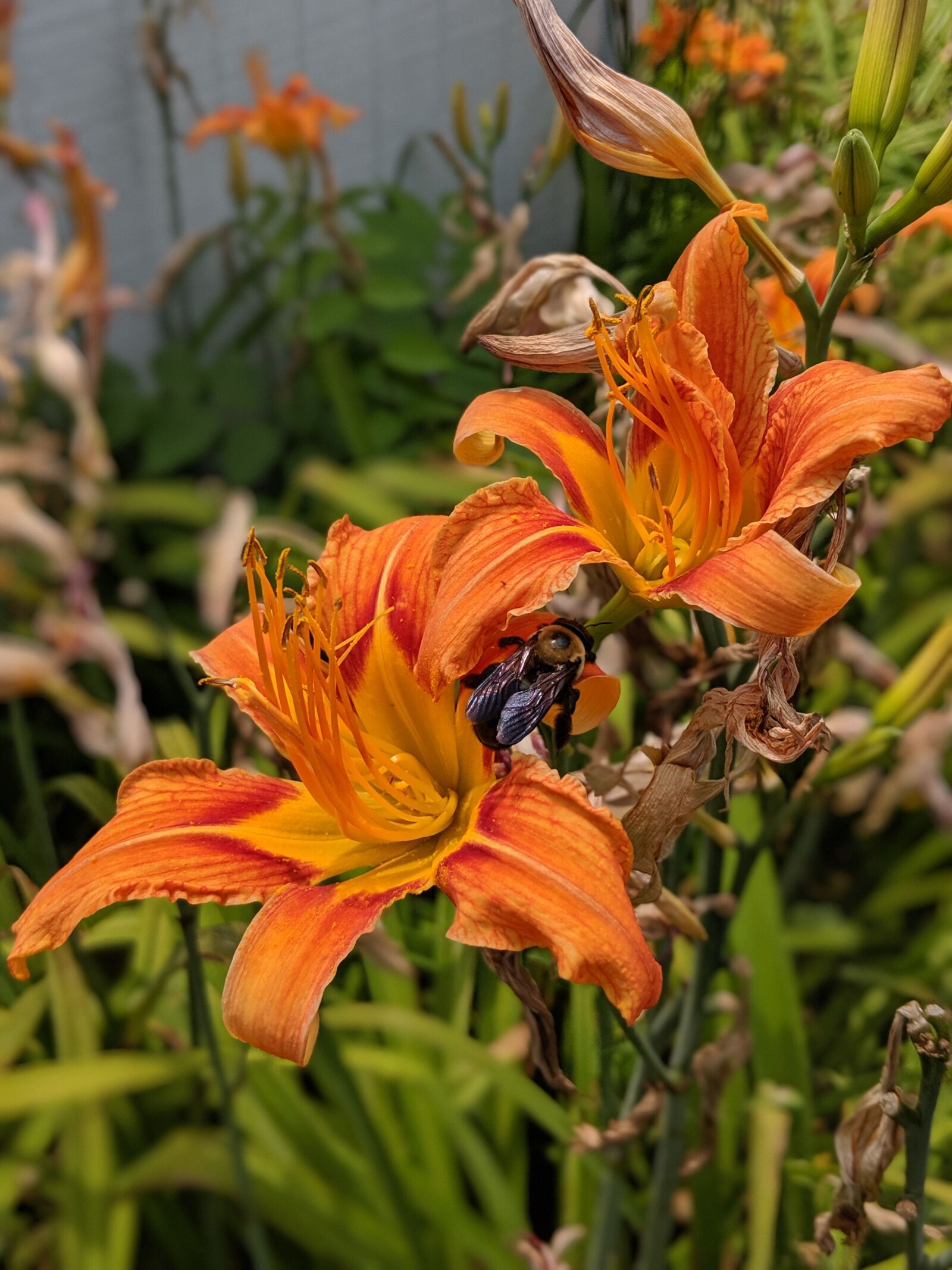 Google Pixel 2 sample photo. Orange, lily, flower photography