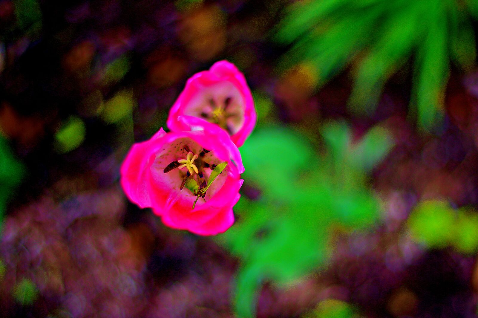 Pentax K-3 sample photo. Tulip, flowers, color photography