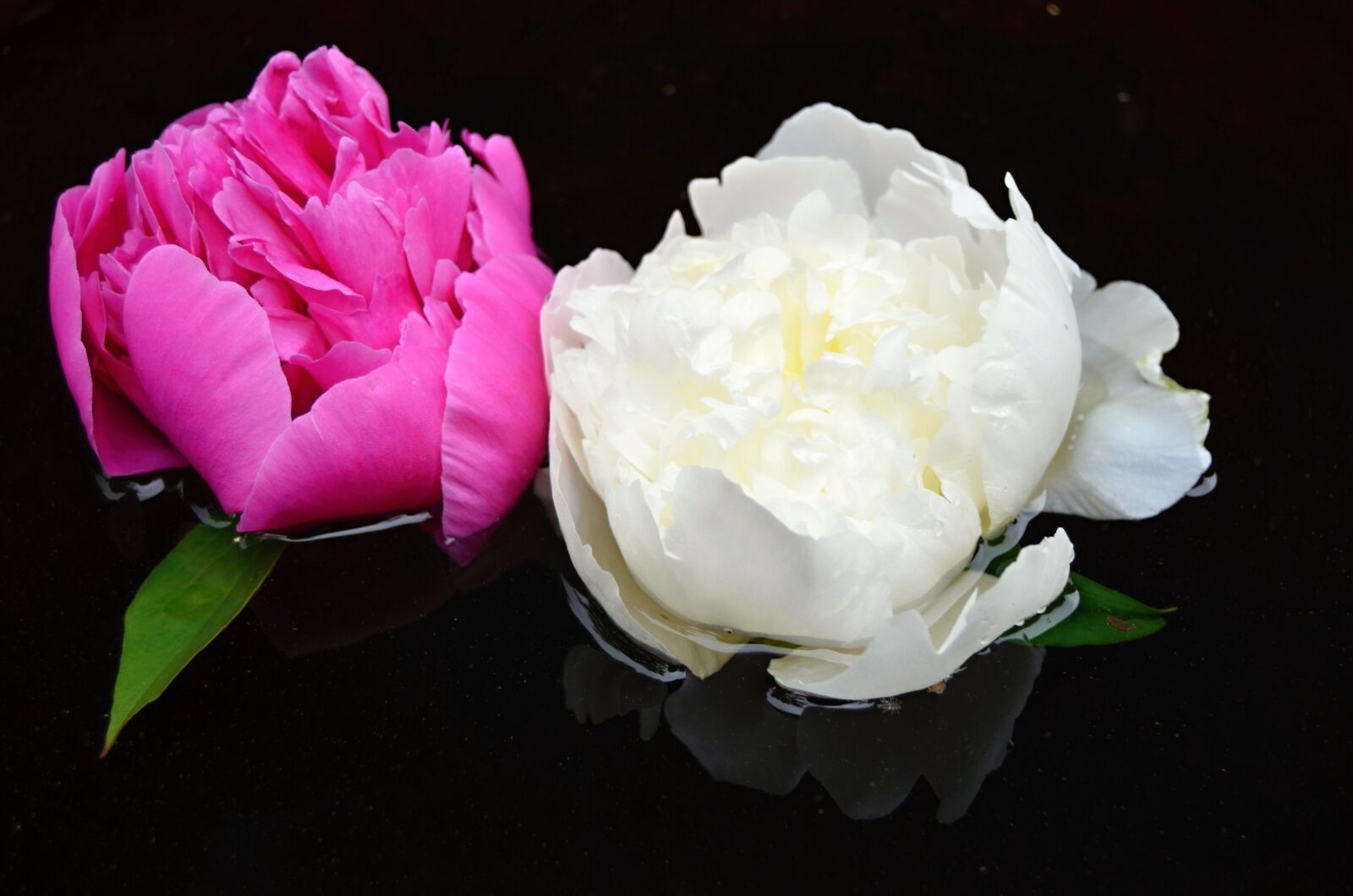 Nikon D5100 sample photo. Flower, white, red photography