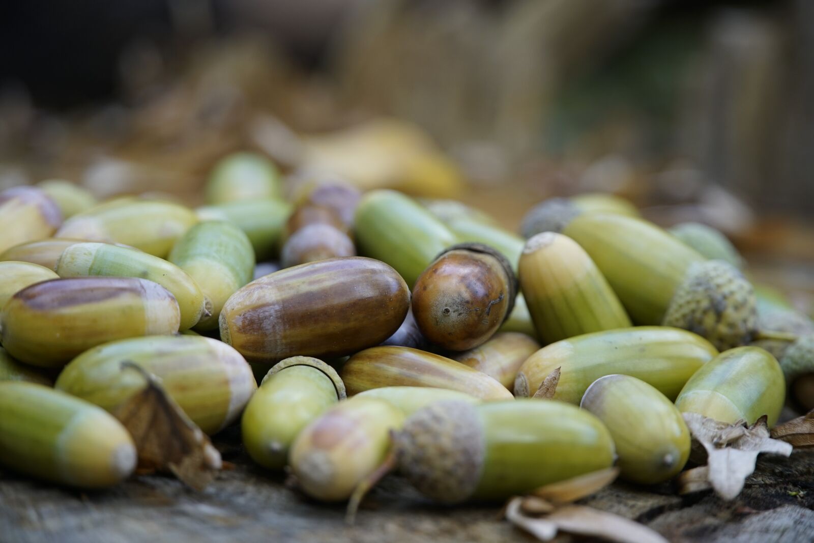 Sony a7R II sample photo. Harvest, nuts, acorns photography