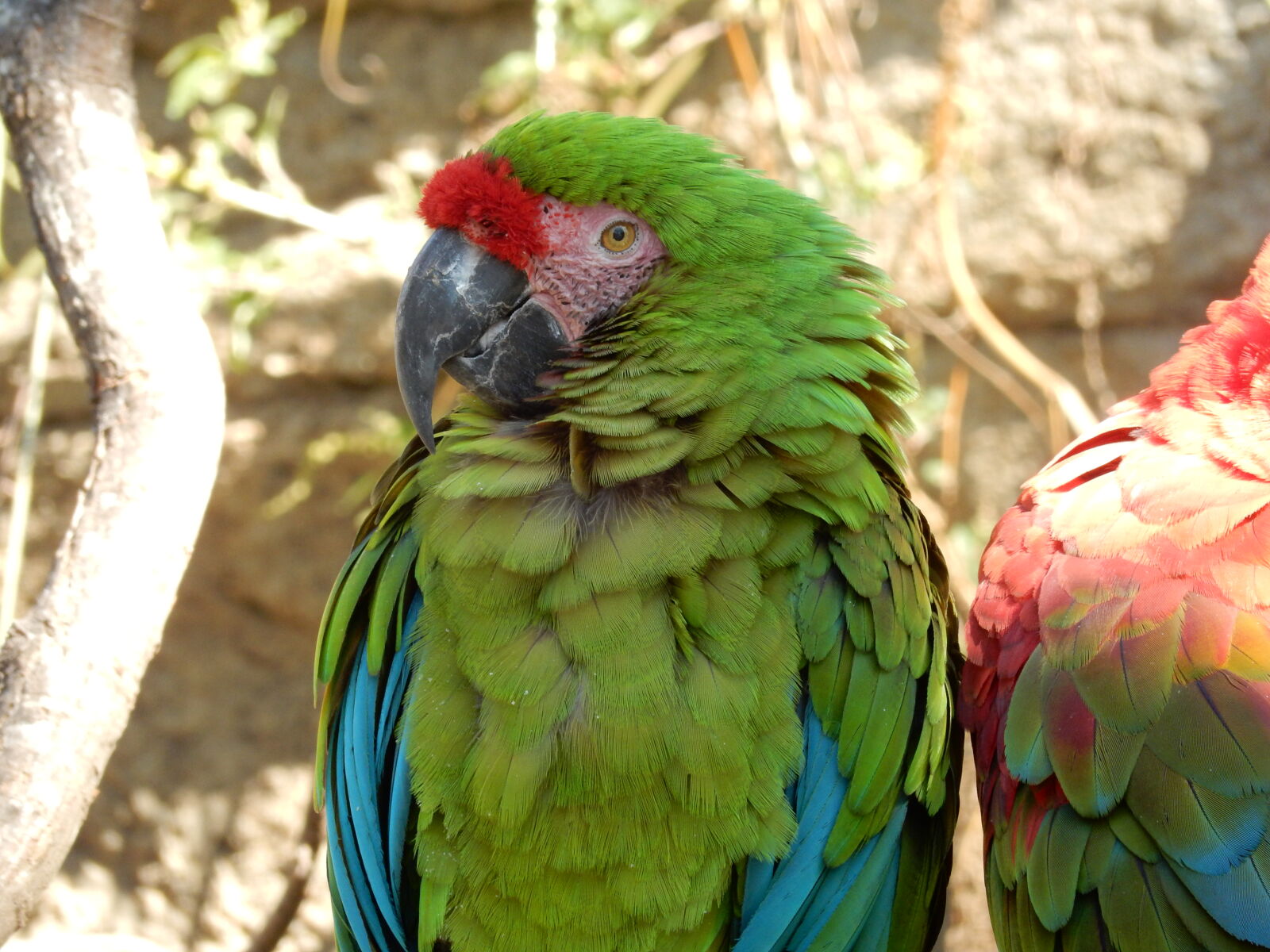 Nikon Coolpix S9900 sample photo. Bird, parrots photography