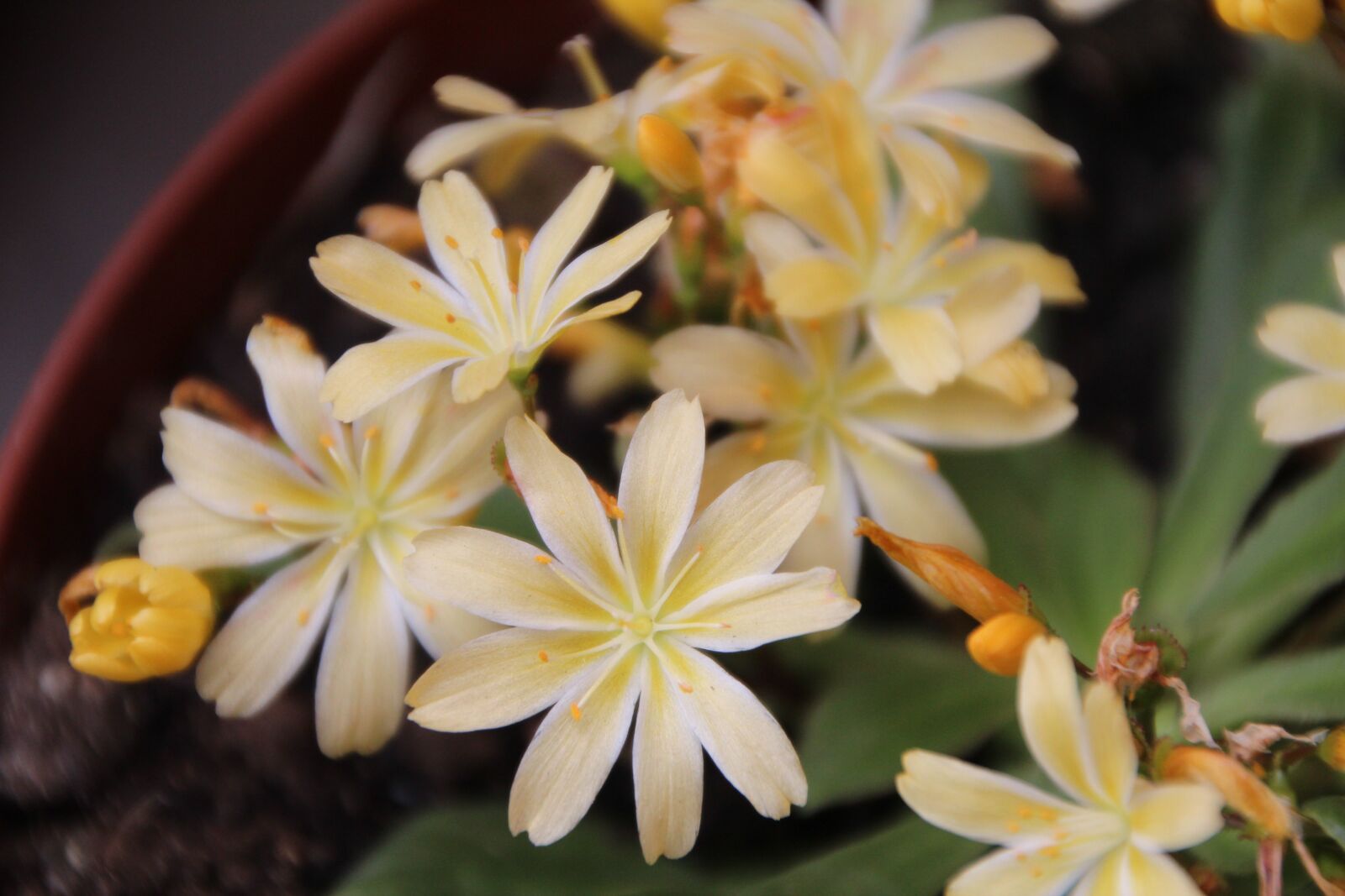 Canon EOS 600D (Rebel EOS T3i / EOS Kiss X5) sample photo. Cotyledon, cotyledon yellow, yellow photography