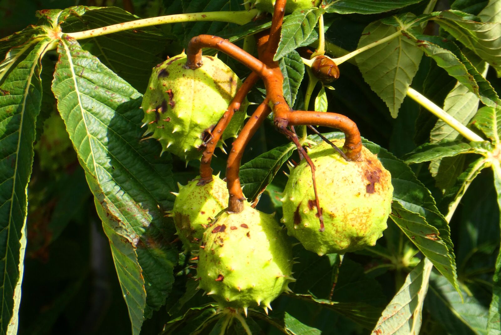 Panasonic Lumix DC-ZS70 (Lumix DC-TZ90) sample photo. Chestnut, bolster, fruit photography