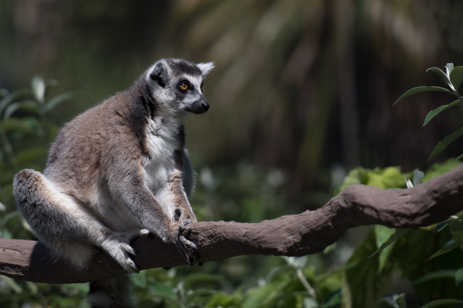 Nikon D750 sample photo. Lemur, wildlife, madagascar photography