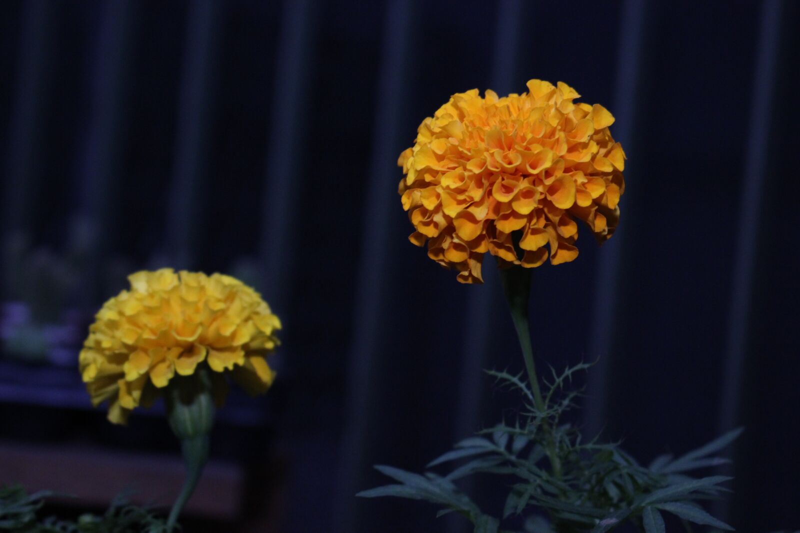 Canon EOS 600D (Rebel EOS T3i / EOS Kiss X5) sample photo. Decoration, flower, floral photography