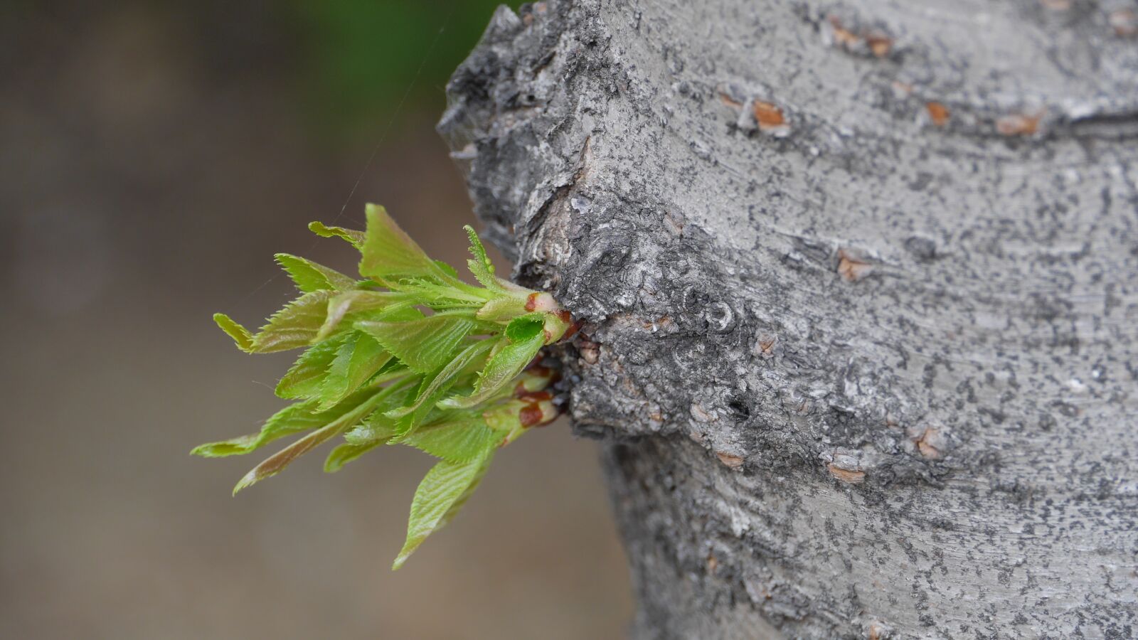 Panasonic Lumix DMC-GH3 sample photo. Leaf, plants, nature photography