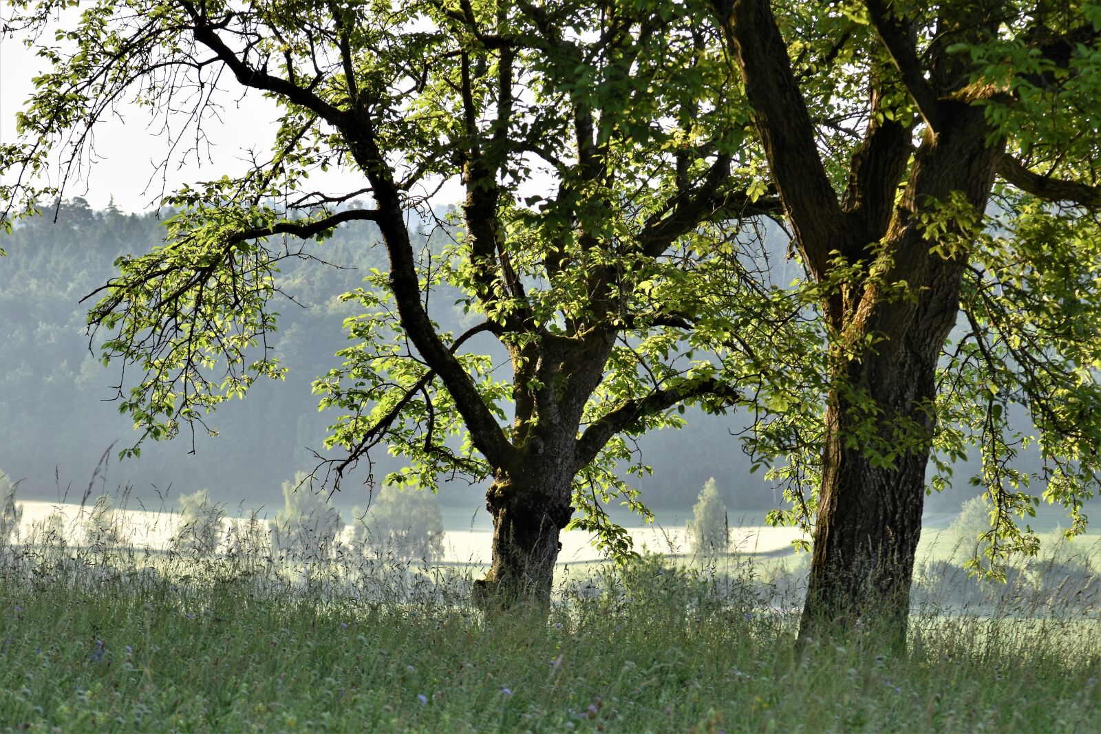 Nikon D5500 sample photo. Trees, meadow, landscape photography