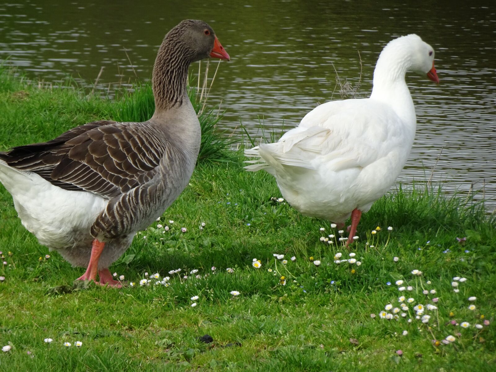 Sony Cyber-shot DSC-HX90V sample photo. Geese, birds, couple photography