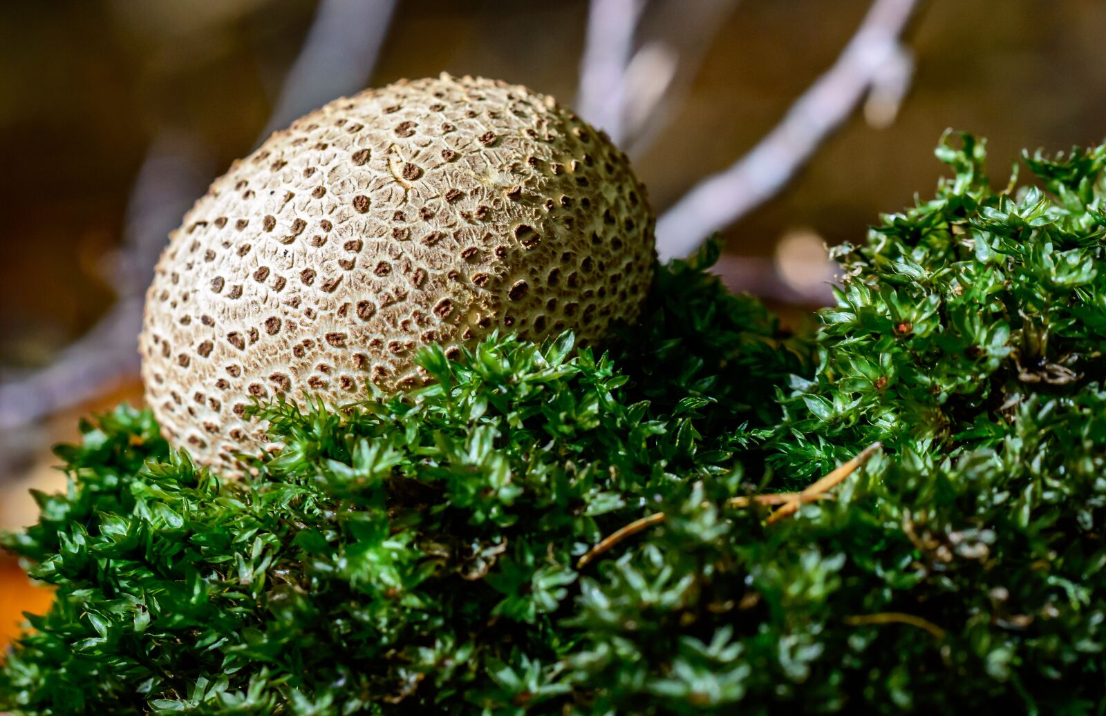 Nikon D3200 + Tamron SP AF 60mm F2 Di II LD IF Macro sample photo. Bovist, umbrinum, mushroom photography