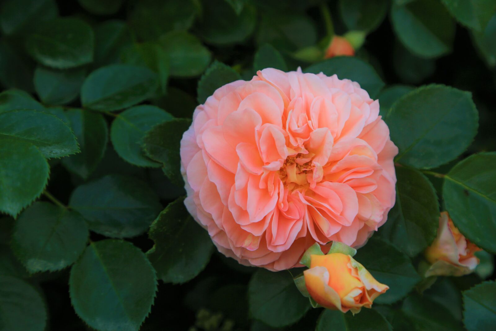 Canon EF 24-105mm F4L IS USM sample photo. Rose, pink, love photography