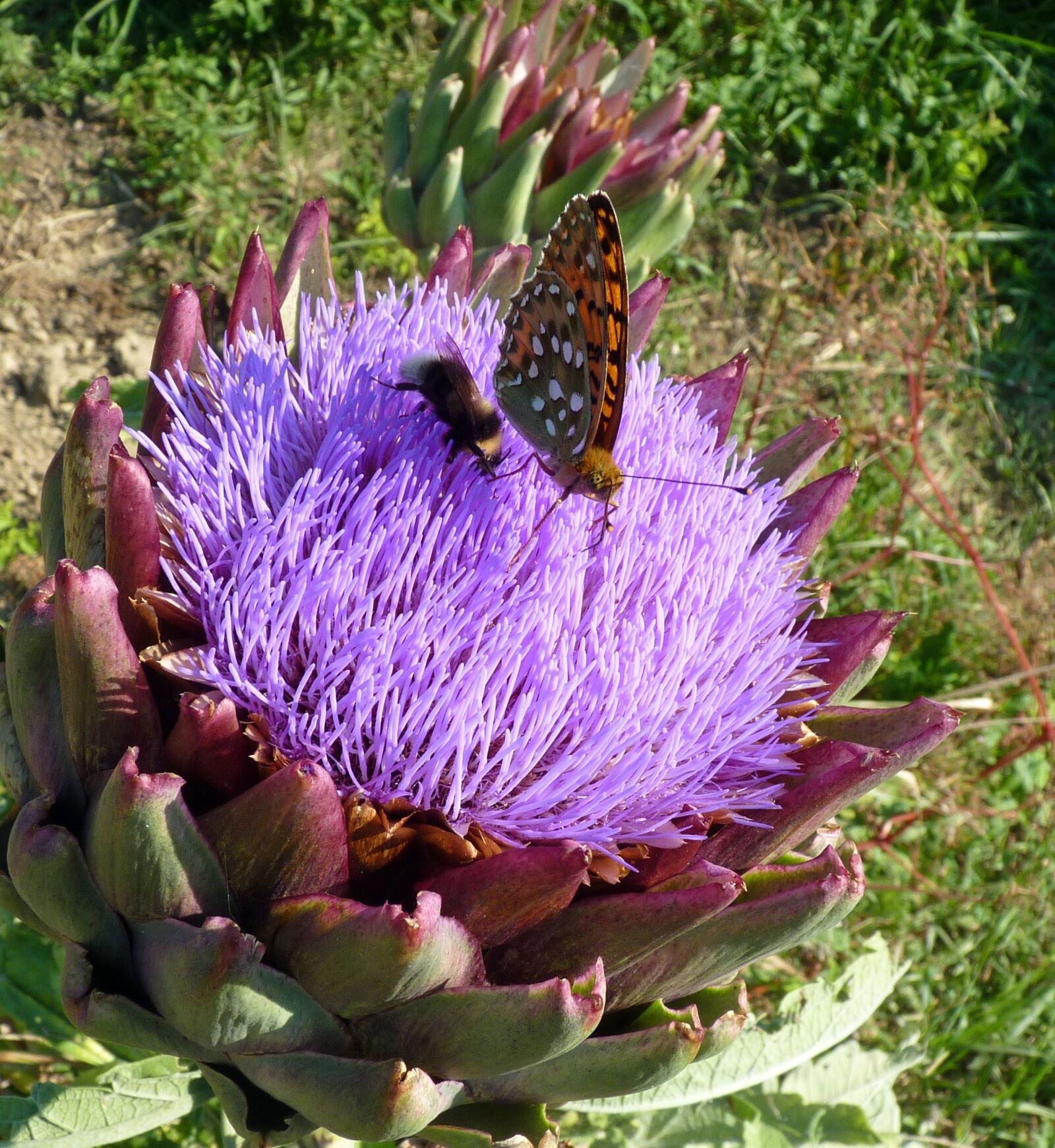 Panasonic Lumix DMC-FZ35 (Lumix DMC-FZ38) sample photo. Flower, artichoke, butterfly photography