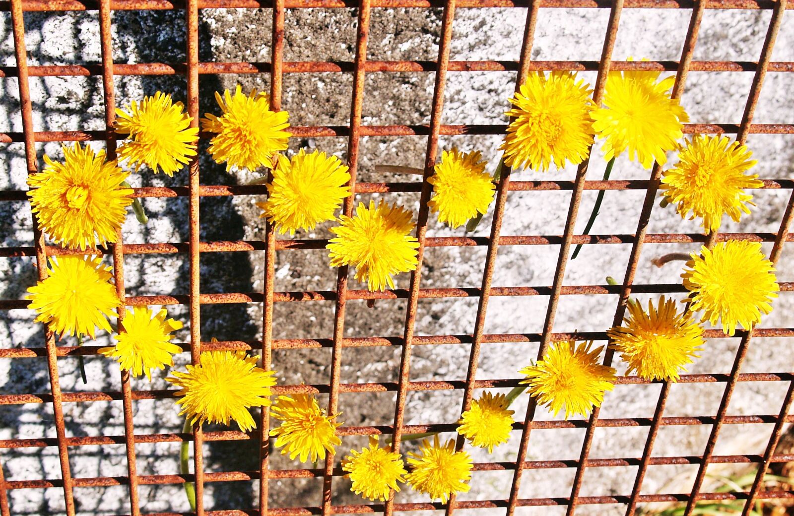 Olympus E-300 (EVOLT E-300) sample photo. Heart, yellow, dandelions photography
