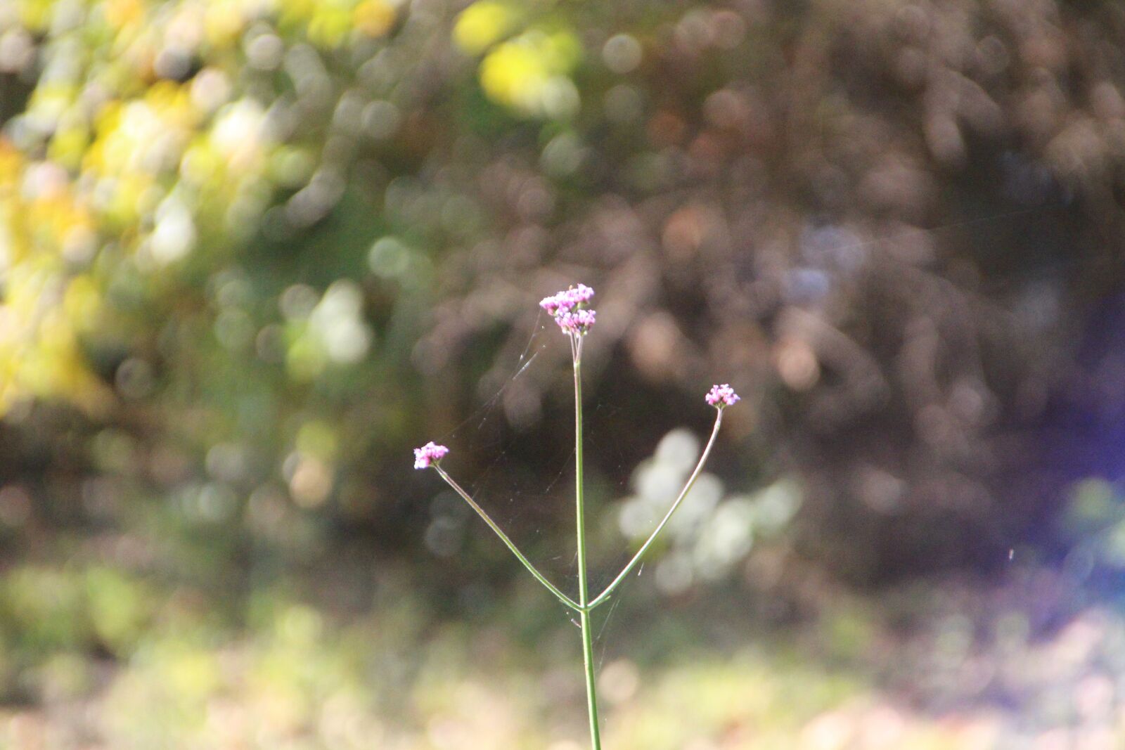 Canon EOS 650D (EOS Rebel T4i / EOS Kiss X6i) sample photo. Out of focus, nature photography