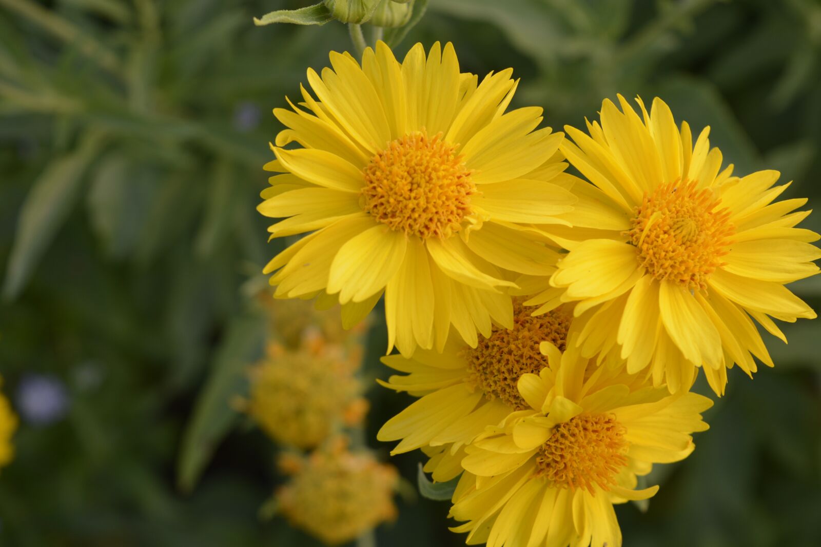 Nikon D5200 sample photo. Gaillardia mesa yellow, flower photography