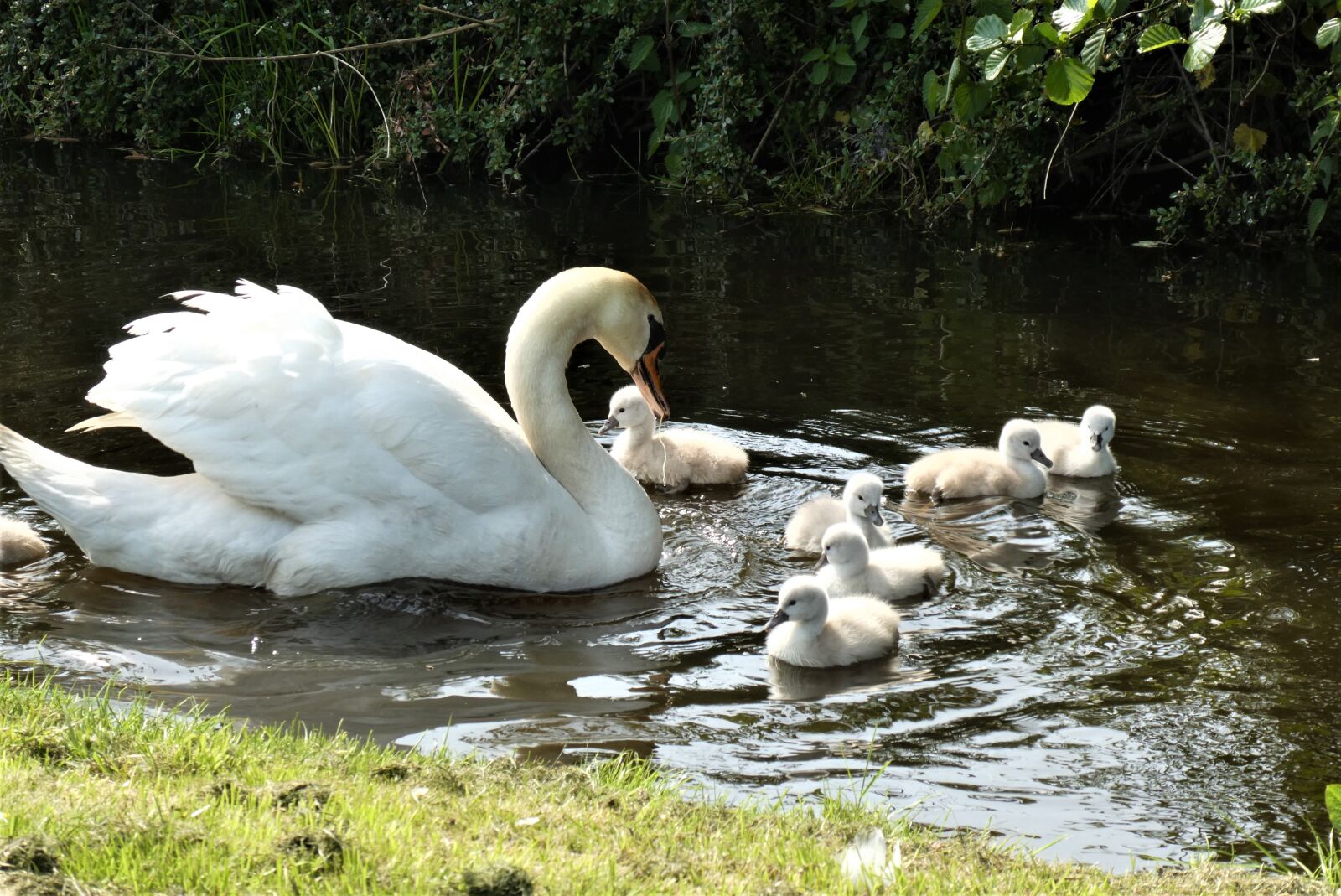 Panasonic Lumix DC-ZS70 (Lumix DC-TZ90) sample photo. Swan with chicks, swan photography