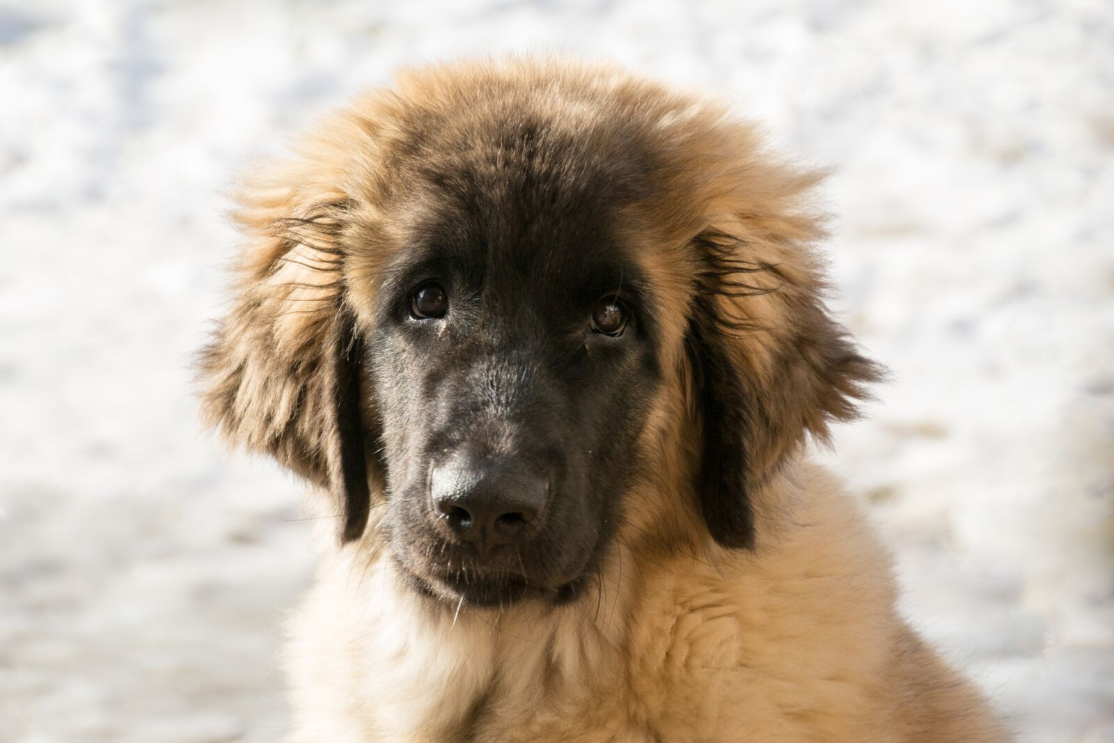 Nikon D3100 sample photo. Dog, puppy, leonberger photography