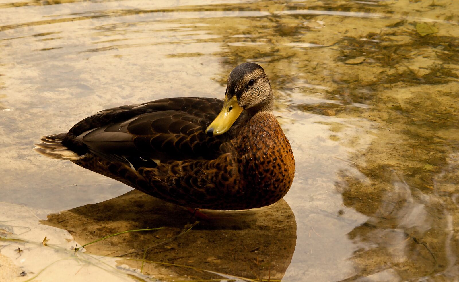 Nikon D5100 sample photo. Animal, background, beak photography