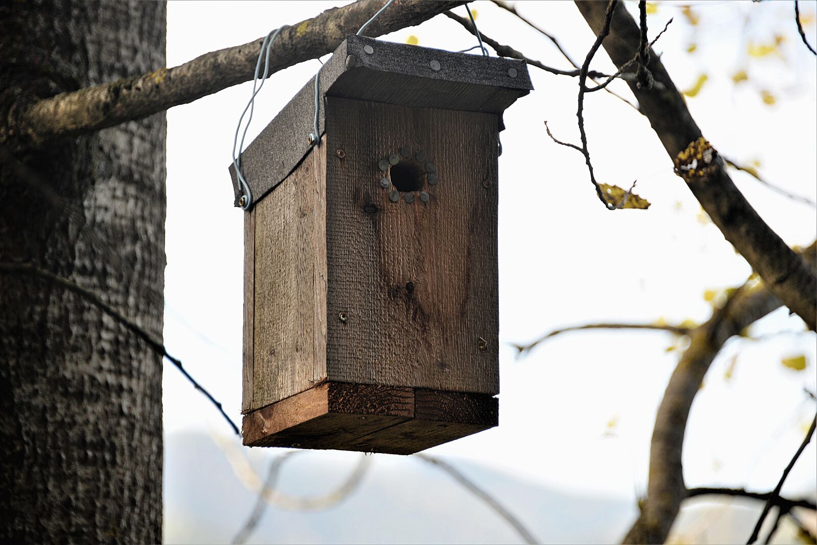 Nikon D610 sample photo. Nesting box, wood, bat photography