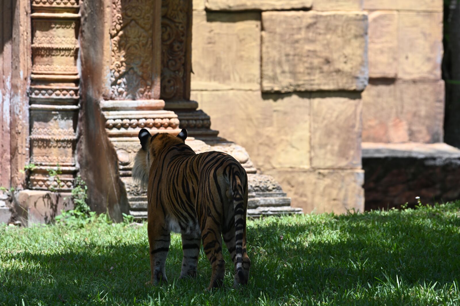 Nikon Z7 sample photo. Tiger, zoo, stripes photography