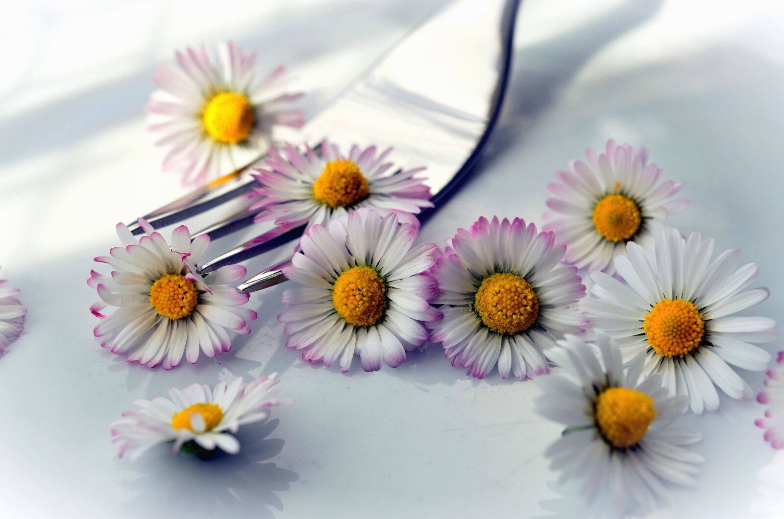 Nikon D5100 sample photo. Daisy, fork, table, decoration photography