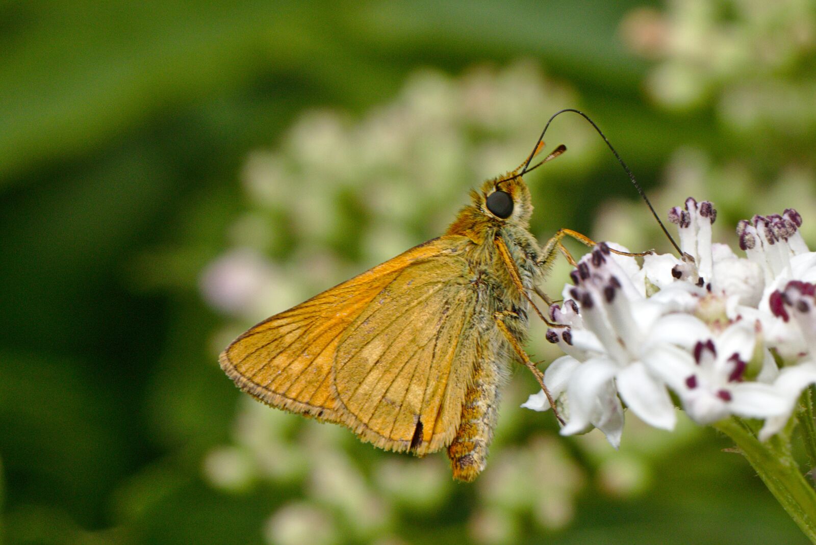Canon EOS M5 sample photo. Butterfly, blossom, bloom photography