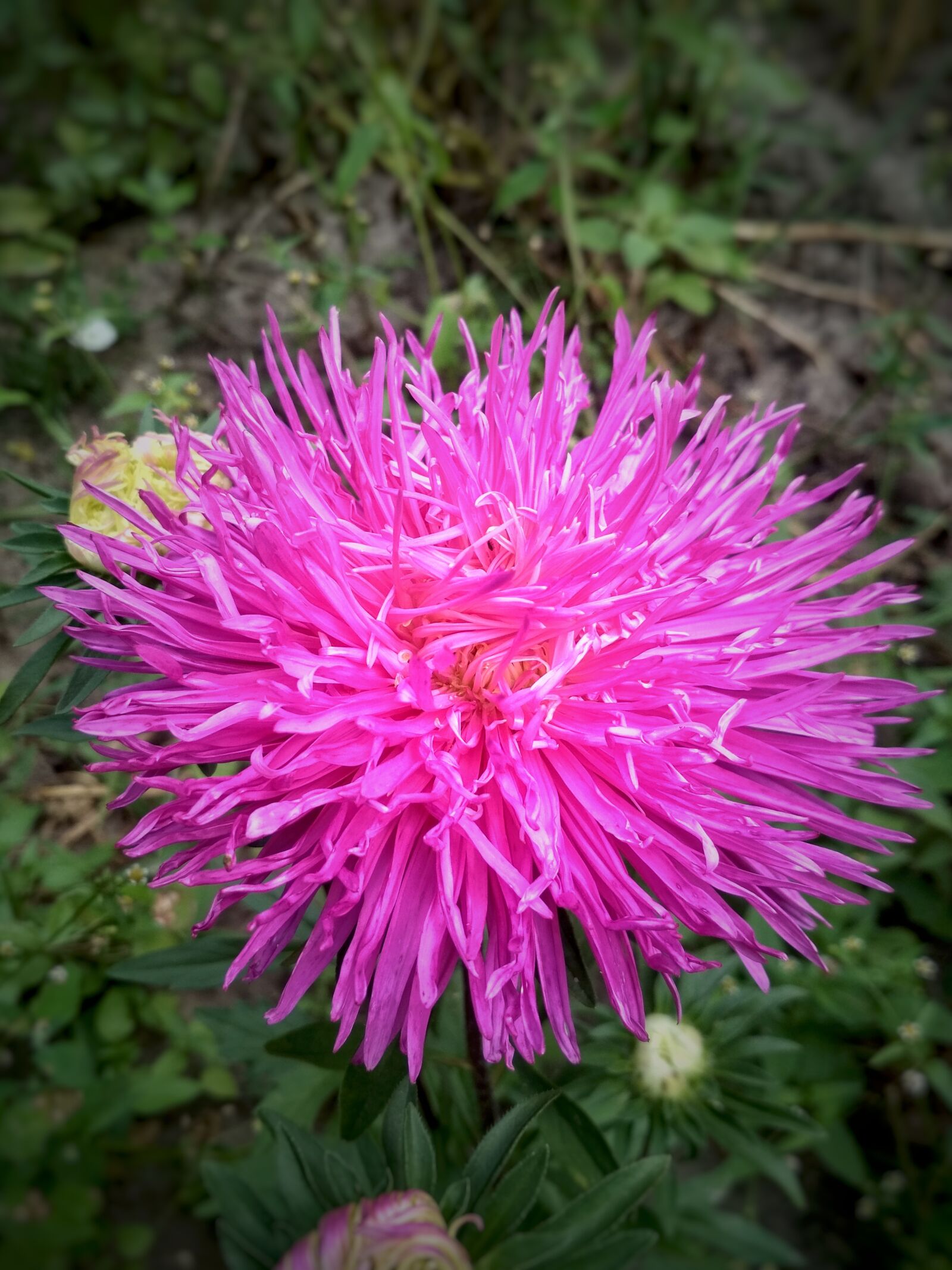 Xiaomi Redmi 4X sample photo. Flower, pink, spring photography