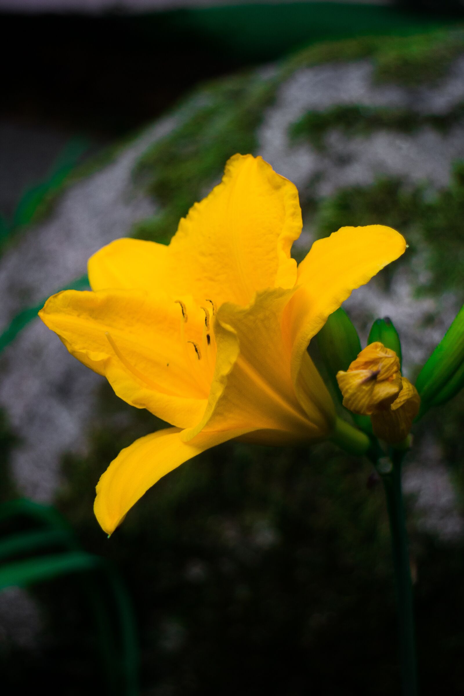 Canon EOS M sample photo. Flower, bloom, petals photography