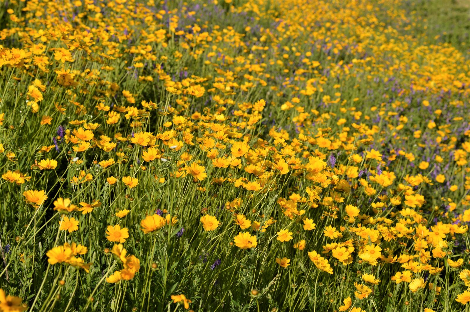 Nikon D3200 sample photo. Flowers, flower garden, nature photography