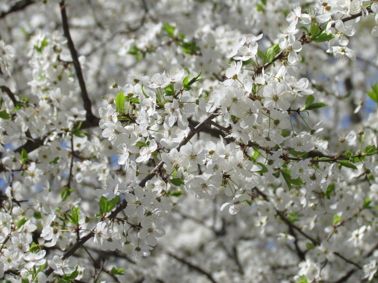 Canon PowerShot SX30 IS sample photo. Flowers, tree, branch photography