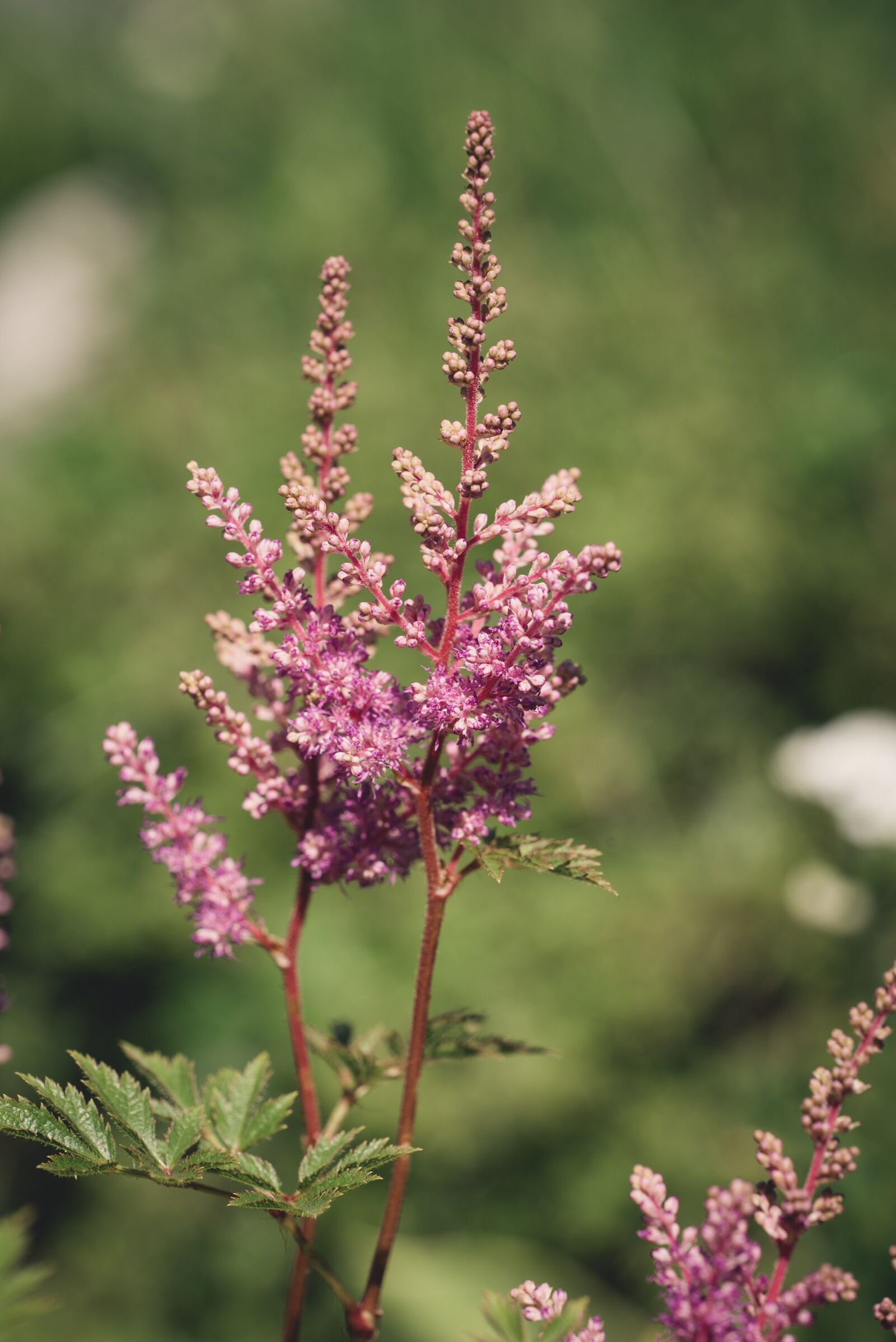 Nikon D750 sample photo. Flowers, pink, flower photography