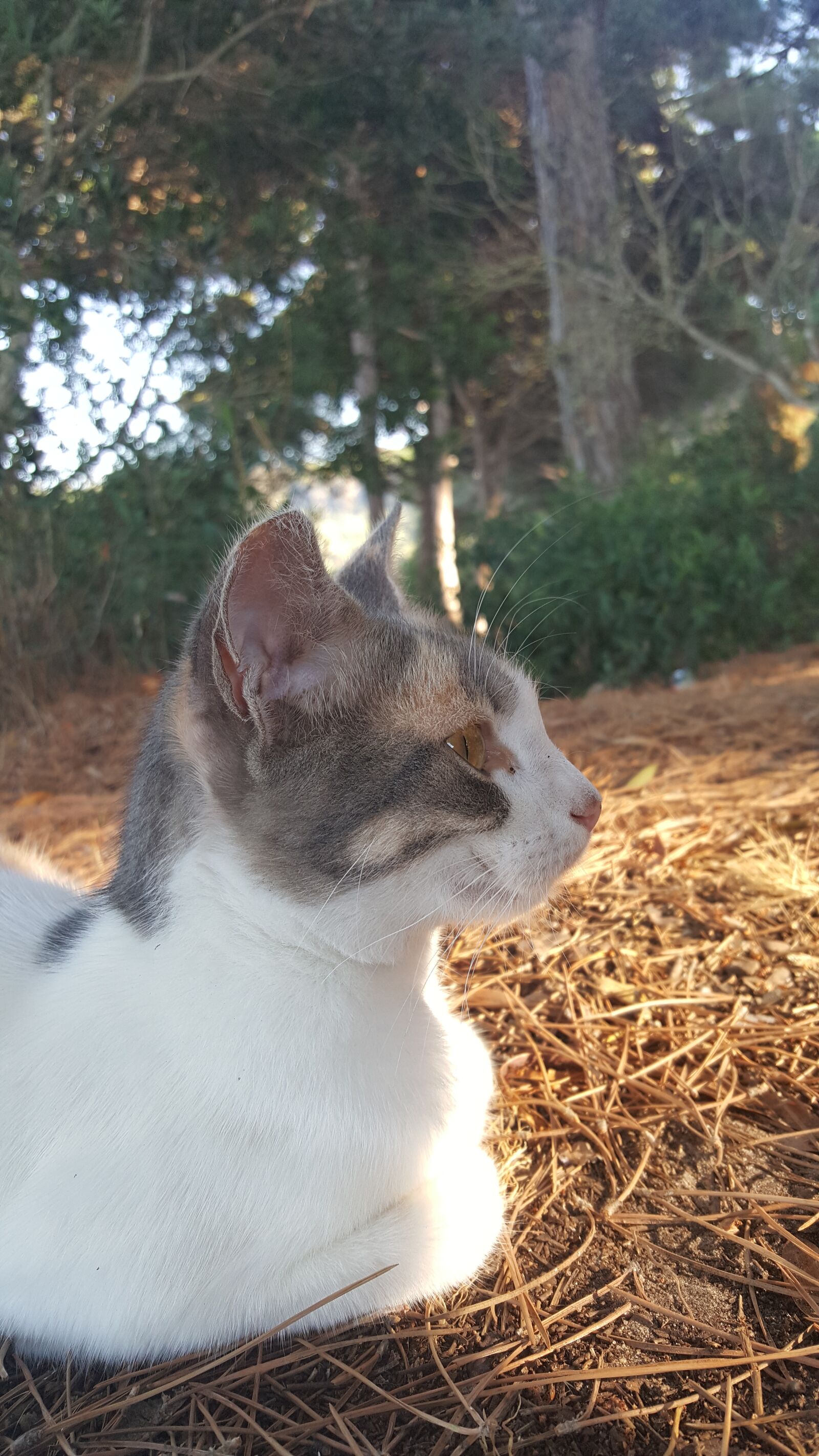 Samsung Galaxy S6 sample photo. Cat, forest, nature photography