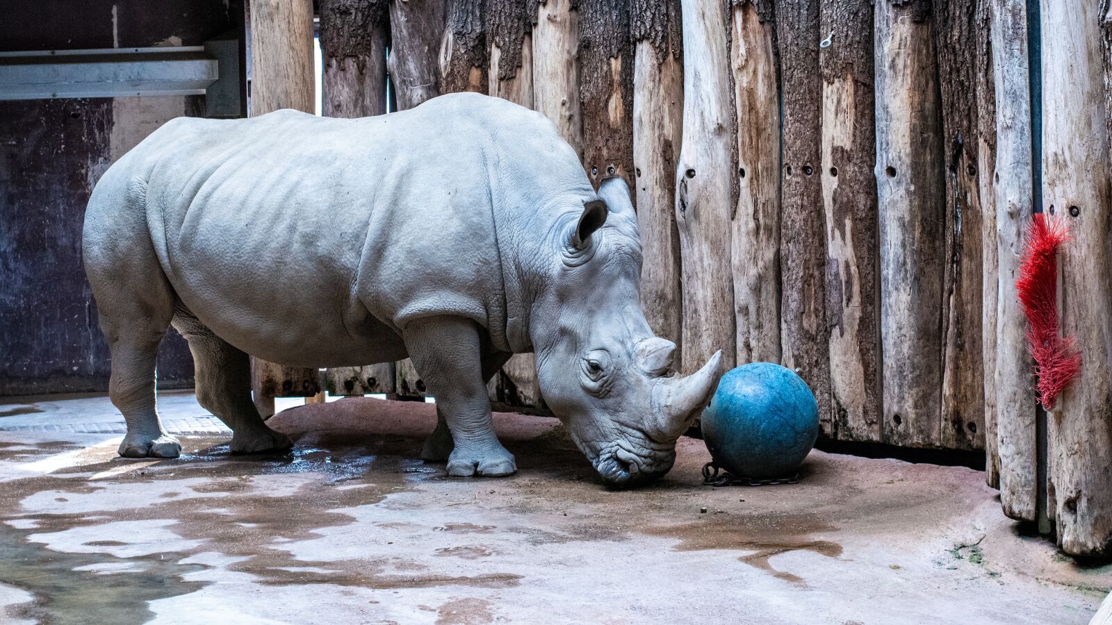 Nikon D7100 sample photo. Rhino, zoo, animal photography