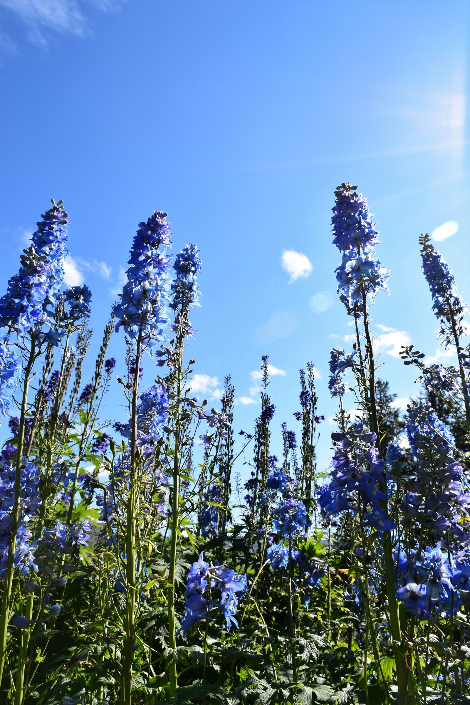 Nikon D3300 sample photo. Sky, flowers, tall photography