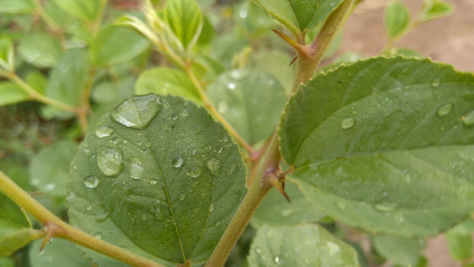 Lenovo K6 NOTE sample photo. Winter, rain, nature photography