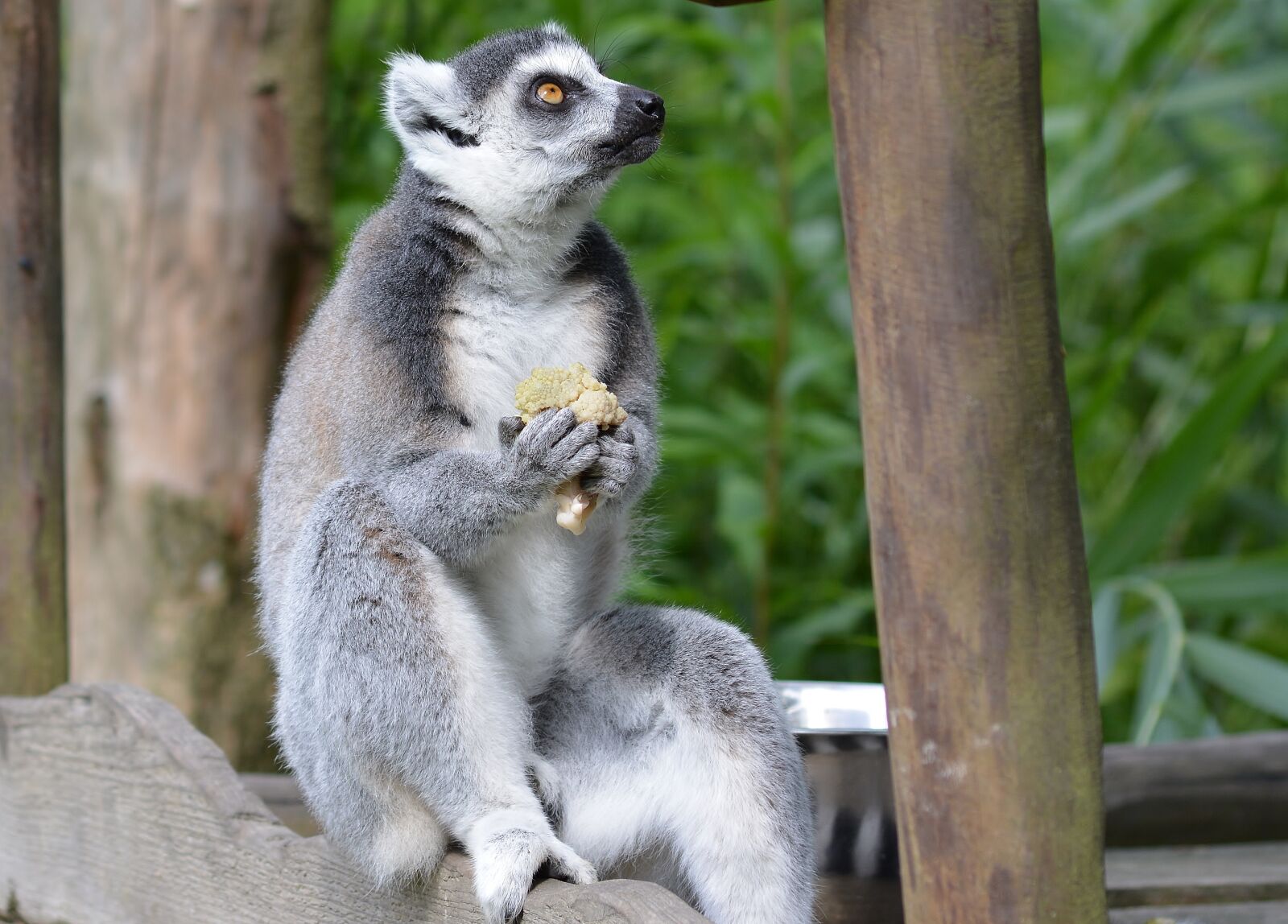 Nikon D5200 sample photo. Animal world, nature, mammal photography