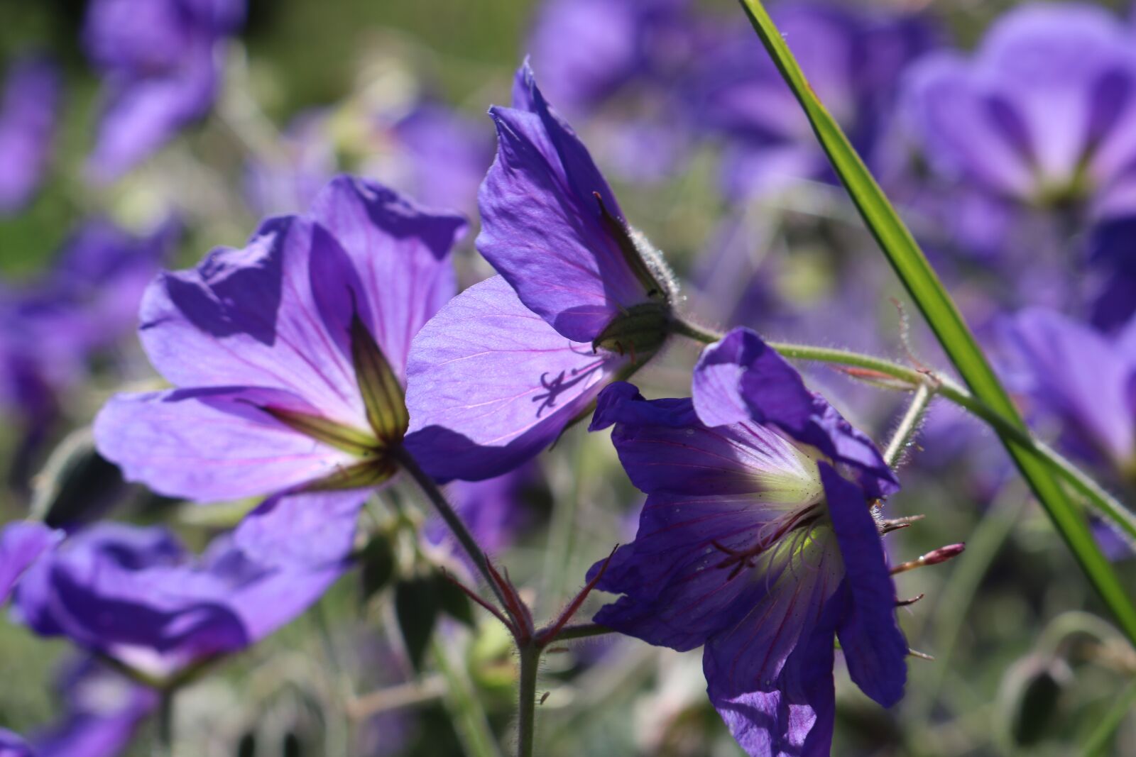 Canon EOS 750D (EOS Rebel T6i / EOS Kiss X8i) sample photo. Violet, flower, plant photography