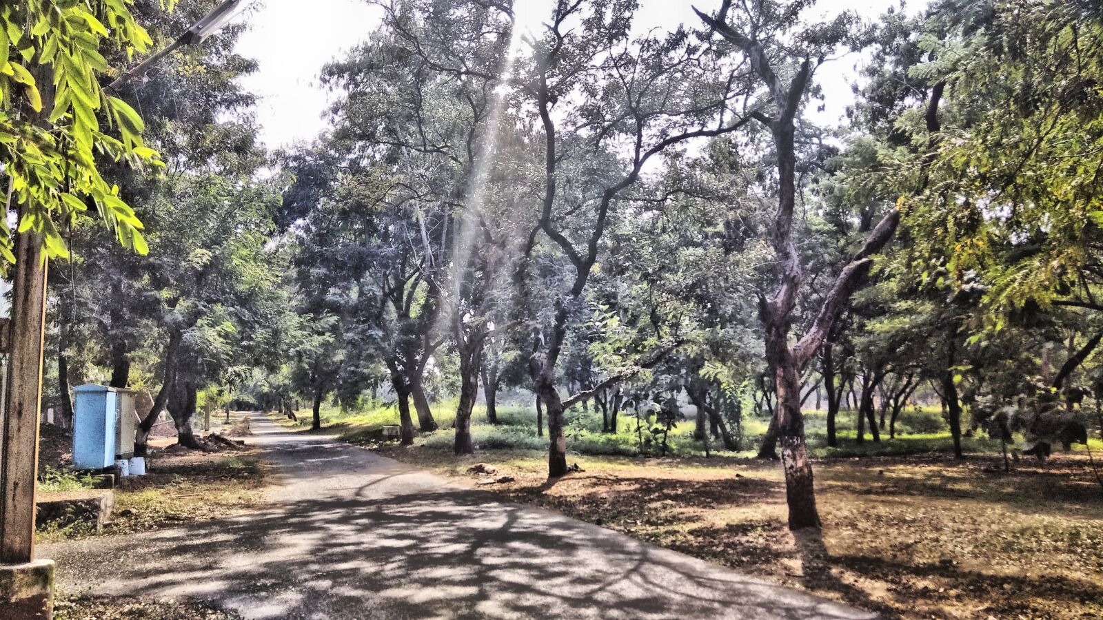 Xiaomi Redmi Note 4 sample photo. Backgrounds, desktop, wallpaper, leaves photography