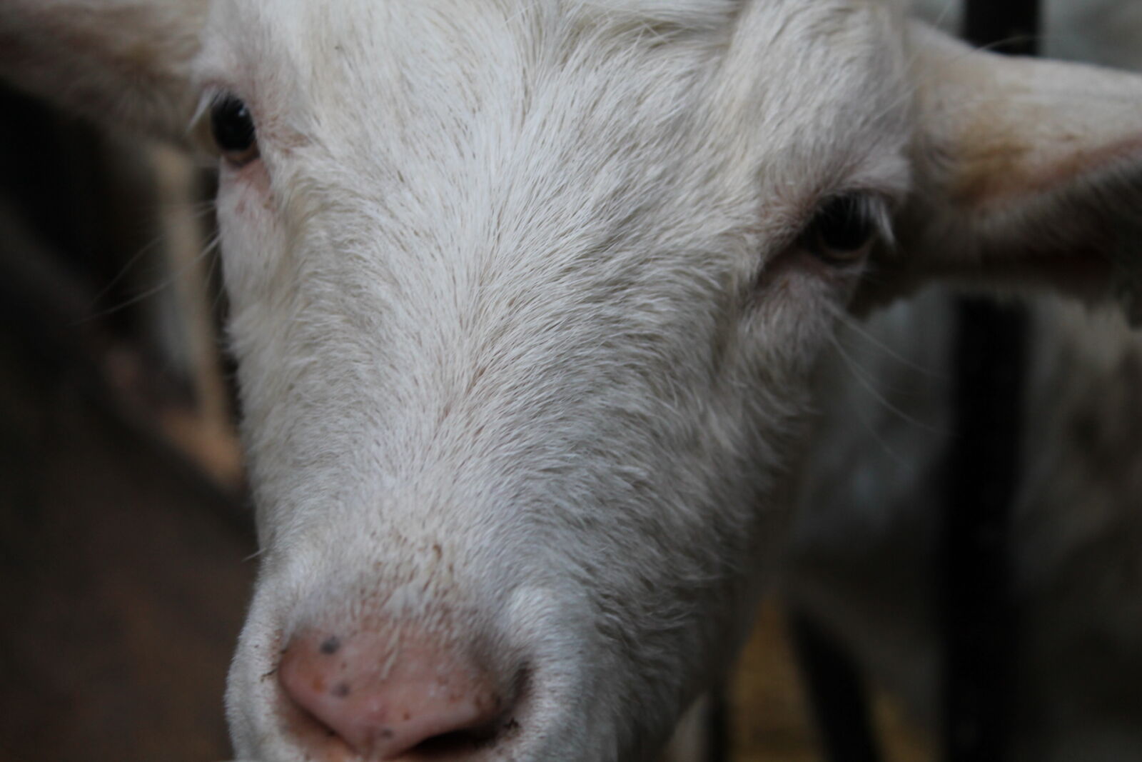 Canon EOS 1100D (EOS Rebel T3 / EOS Kiss X50) sample photo. Baby, cute, eyes, goat photography