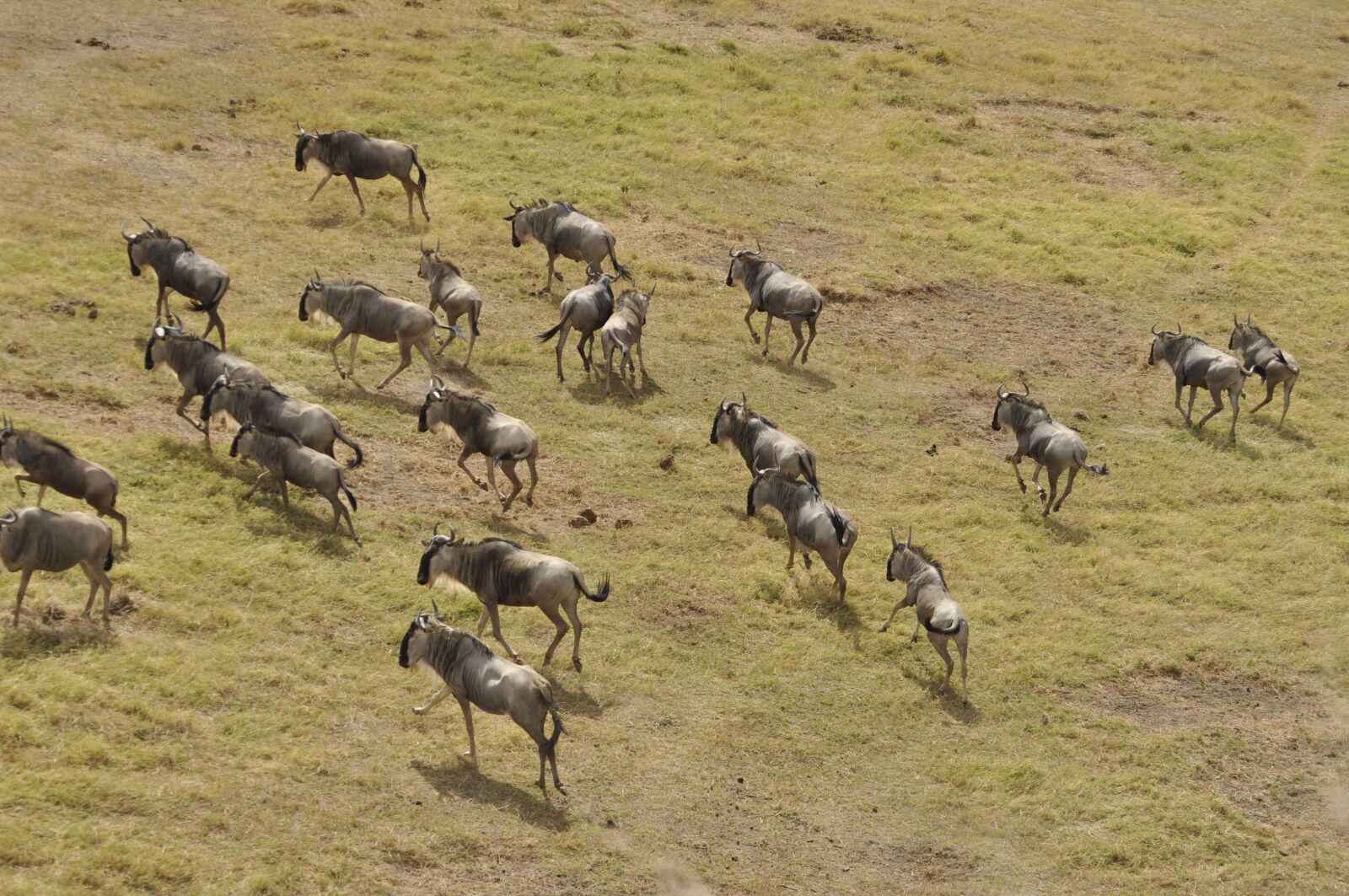 Nikon D90 sample photo. Wildebeest migration, kenya, masai photography