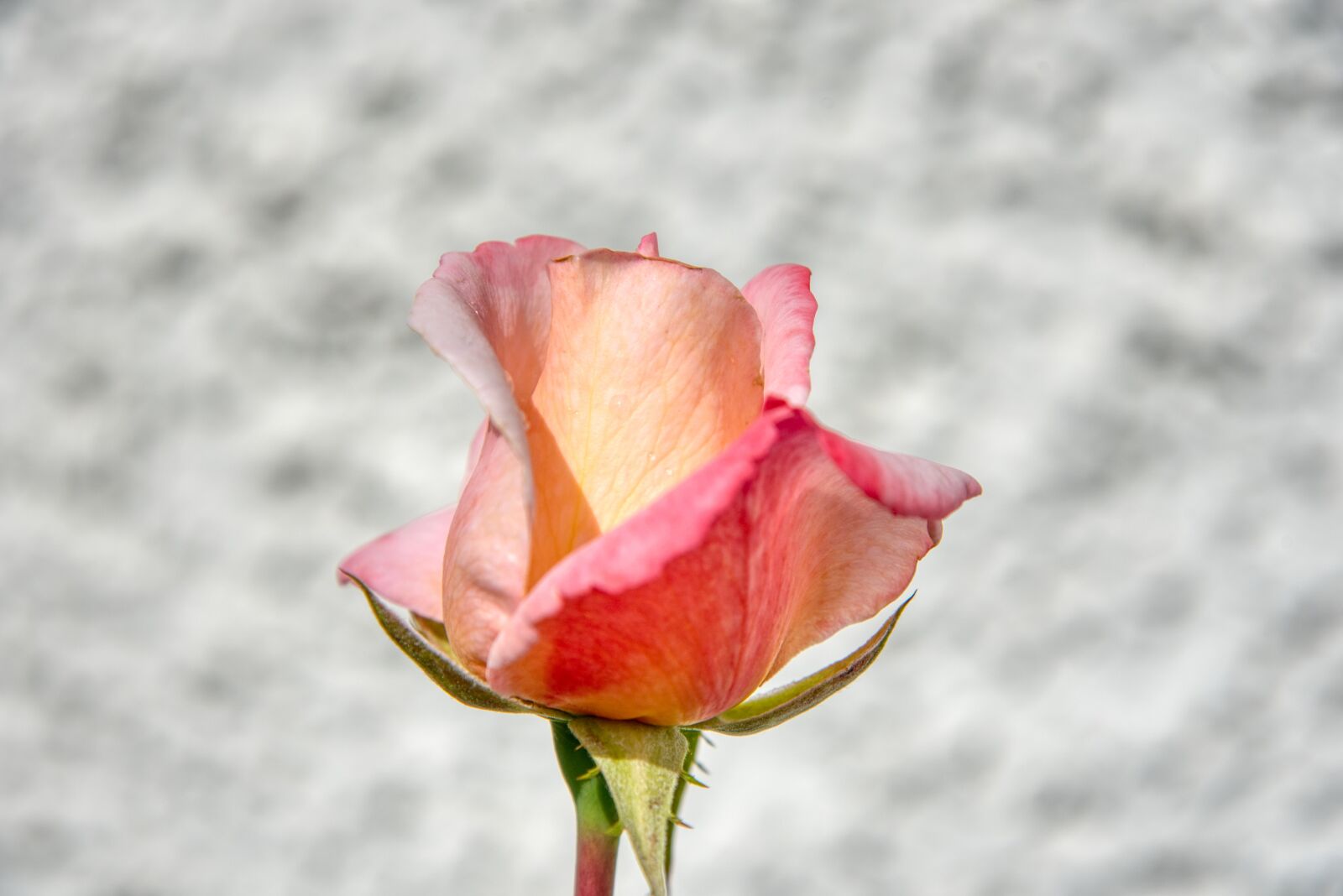 Nikon D750 sample photo. Rose, blossom, flower photography
