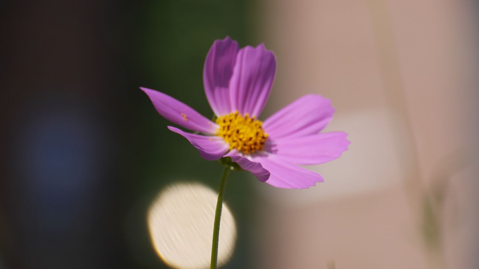 Panasonic Lumix DMC-GH3 sample photo. Cosmos, pink, flowers photography