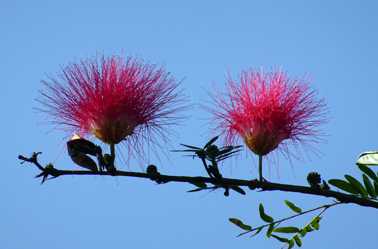 Sony DSC-WX800 sample photo. Flower, red powder puff photography