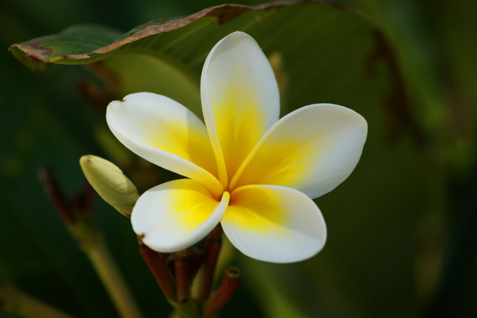 Sony Alpha DSLR-A350 sample photo. Plumeria, white - yellow photography