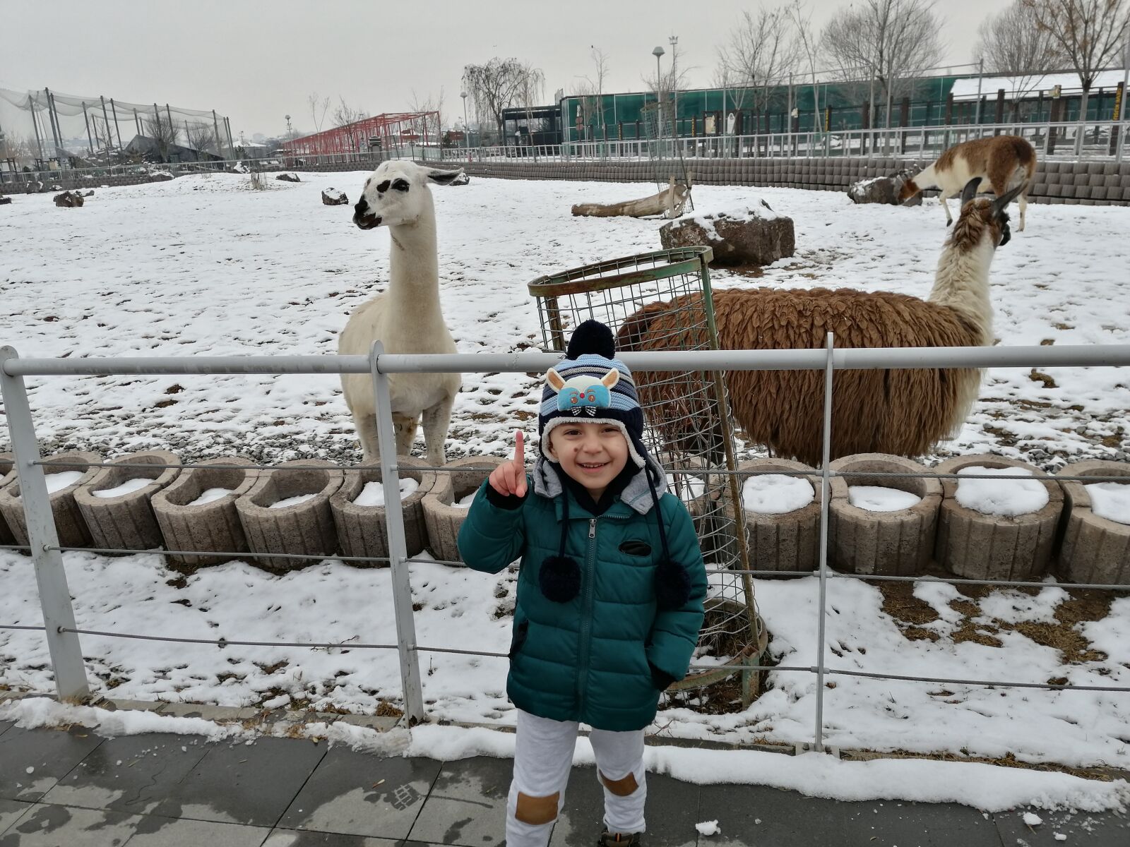 HUAWEI SNE-LX1 sample photo. Zoo, bilecik, llama photography
