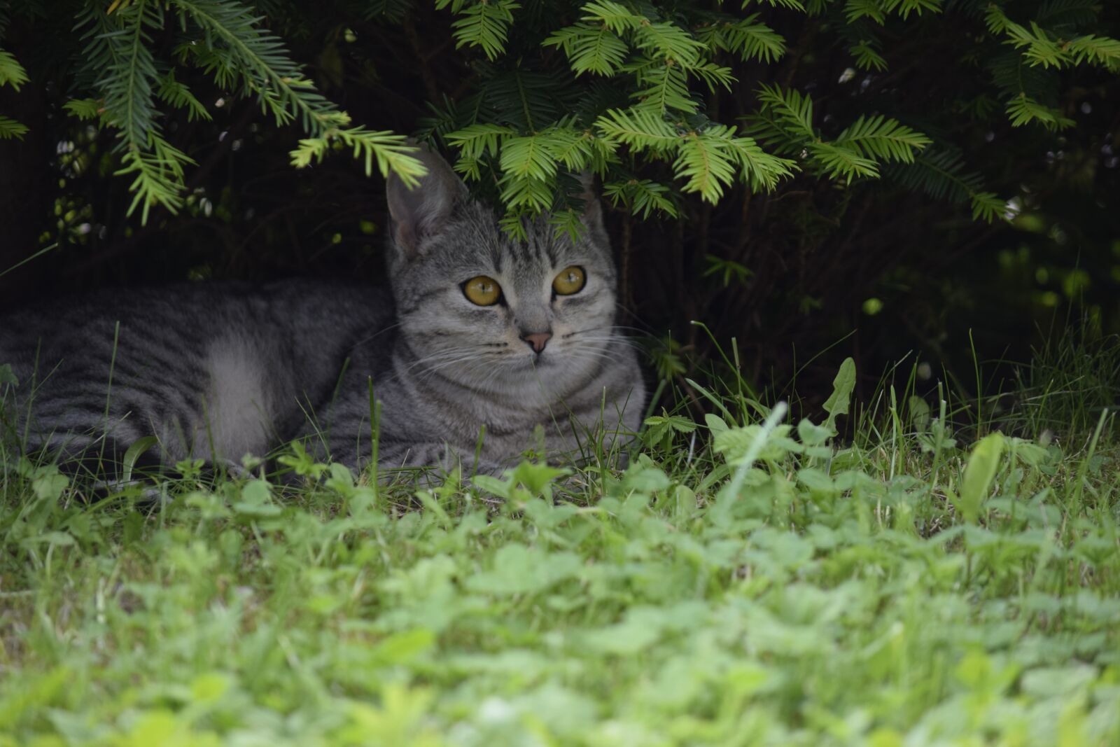 Nikon D5300 sample photo. Cat, kitten, animal photography