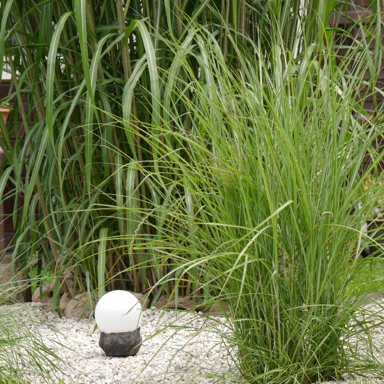 Panasonic Lumix DMC-G5 sample photo. Garden, grasses, bamboo grassedit photography